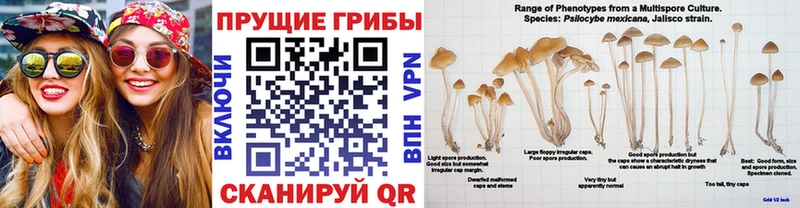 MEGA зеркало  Долгопрудный  Галлюциногенные грибы Magic Shrooms 